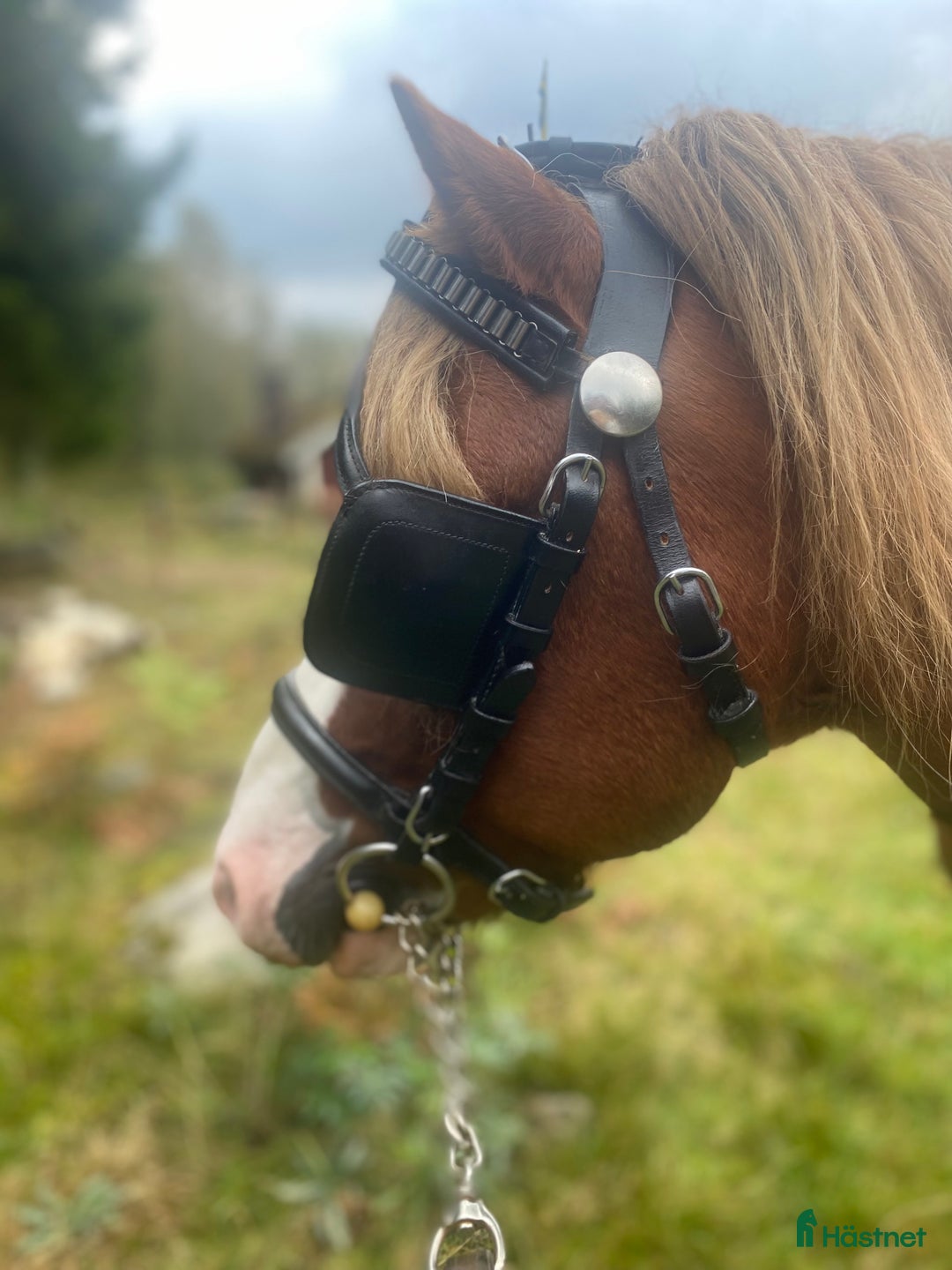 Träns hästutrustning till salu: Körträns i nyskick  i Limmared - Annons 3