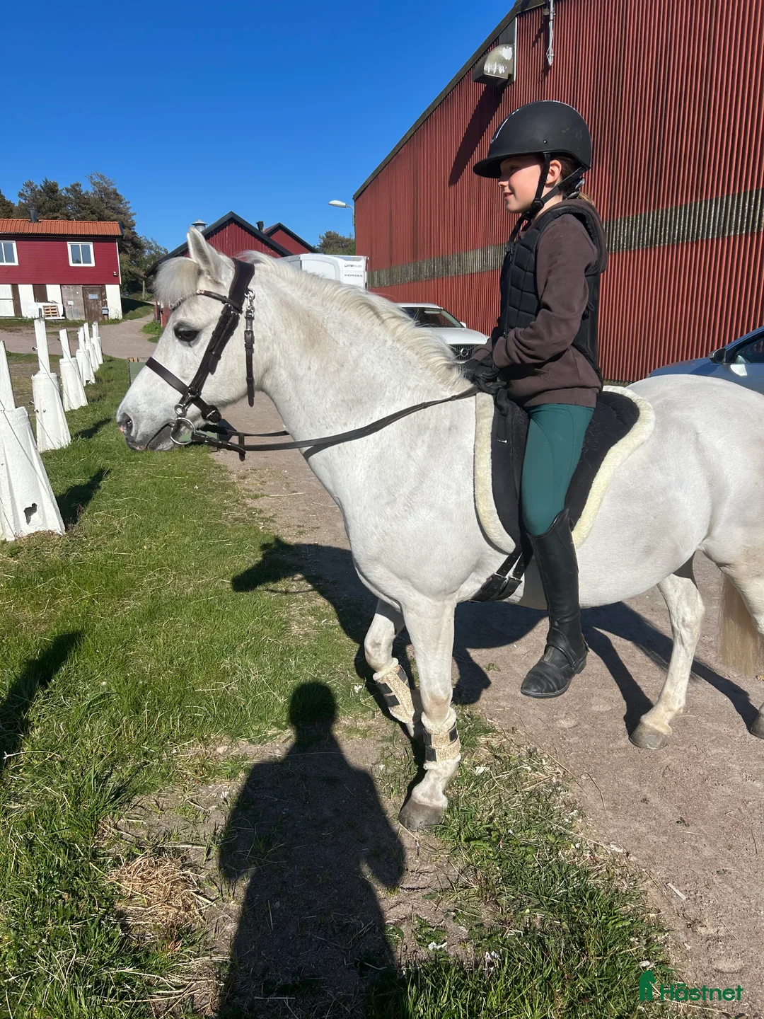 Allround hästar till salu: Finaste B-ponnyn🦄 i Lysekil - Annons 4