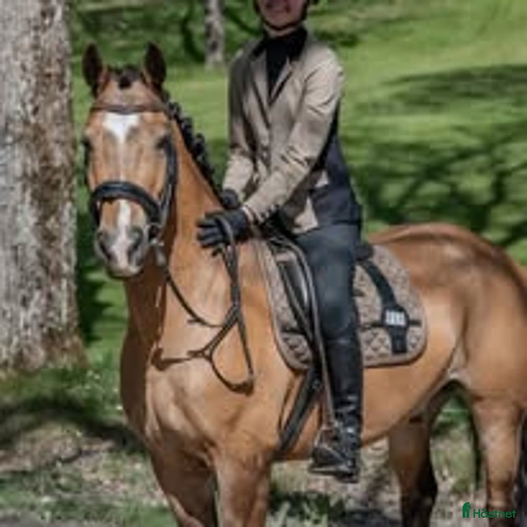 Allround hästar till salu: Rhoswen Samson  i Filipstad - Annons 1