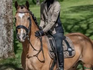 hästar Rhoswen Samson i Filipstad - Annons 8