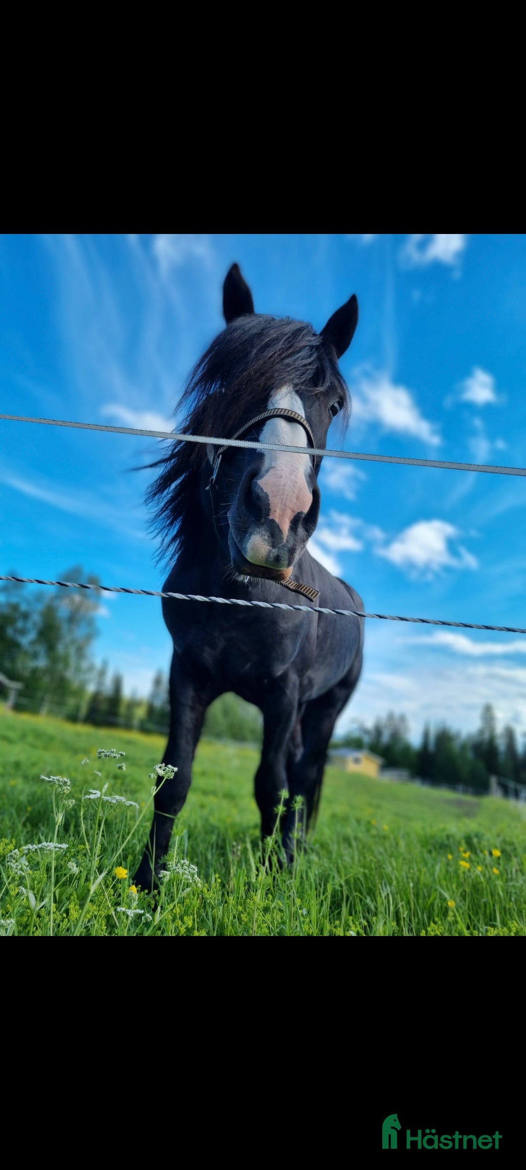 Trav hästar till salu: Snygg och trevlig i Häggenås - Annons 5
