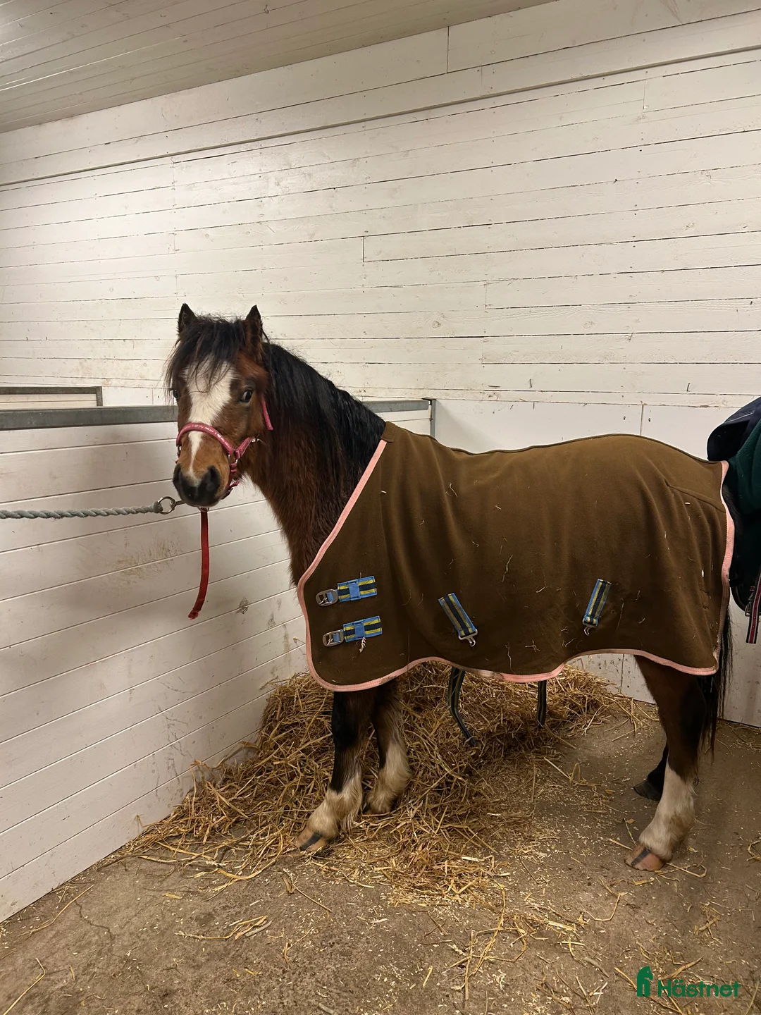 Allround hästar till salu: Welsh Mountain med fina rörelser!  - Annons 1
