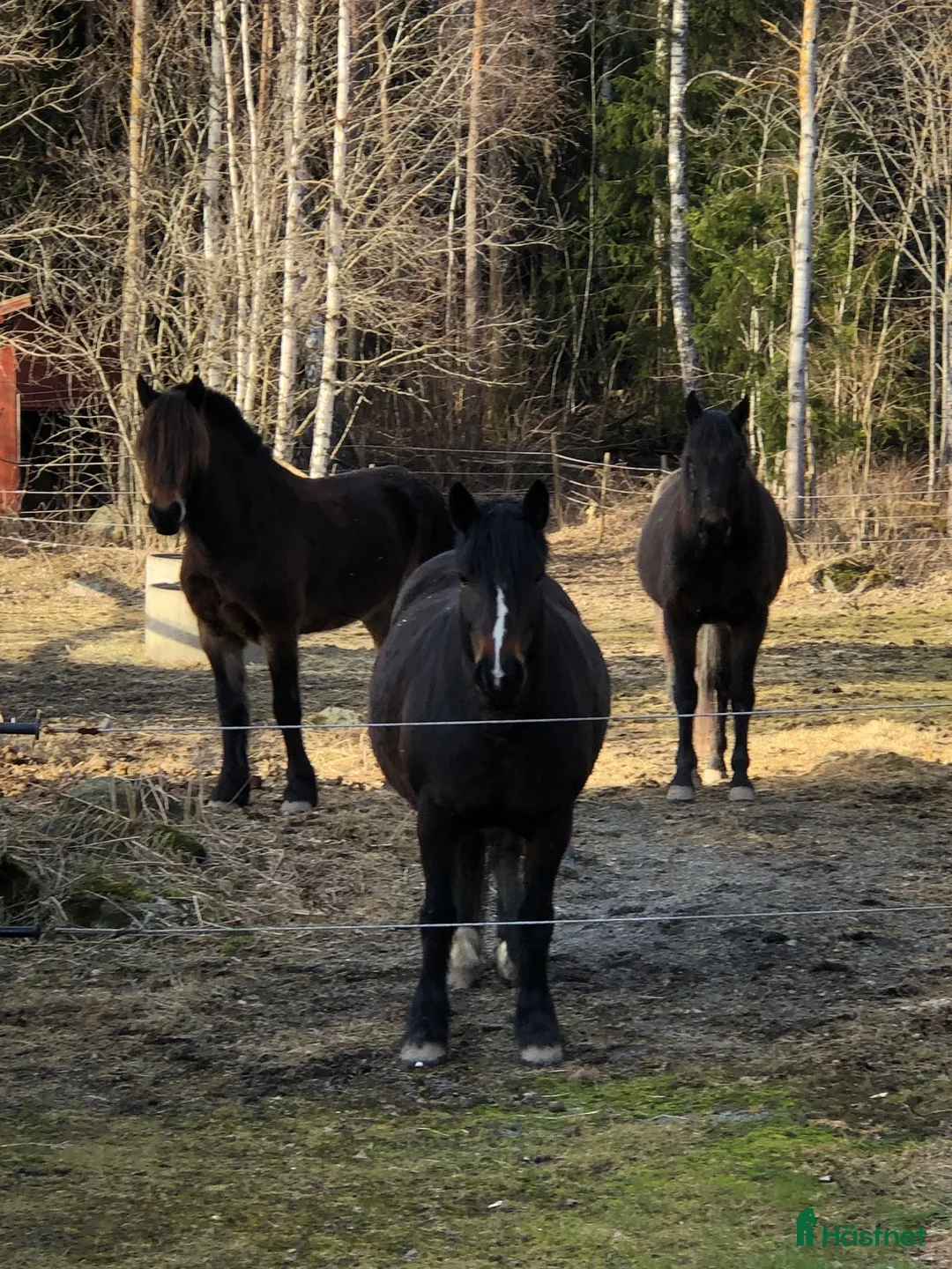 Trav hästar till salu: Inkörd sällskapshäst? - Annons 4