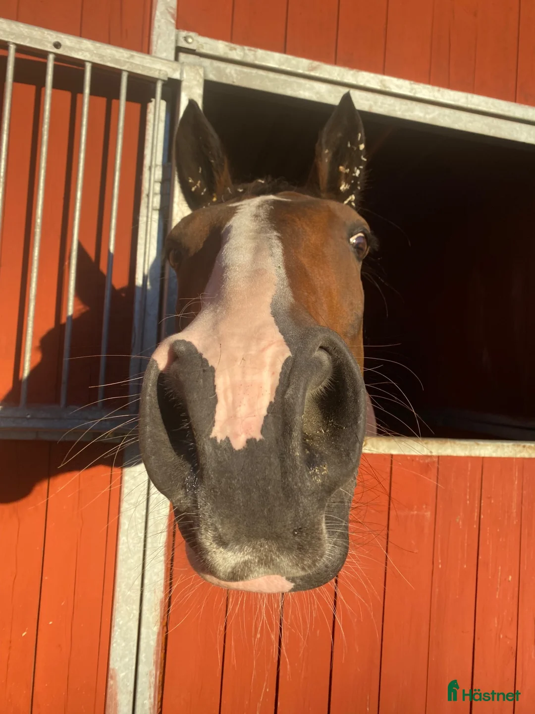 Allround hästar sökes: Söker en frisk och sund häst  - Annons 1