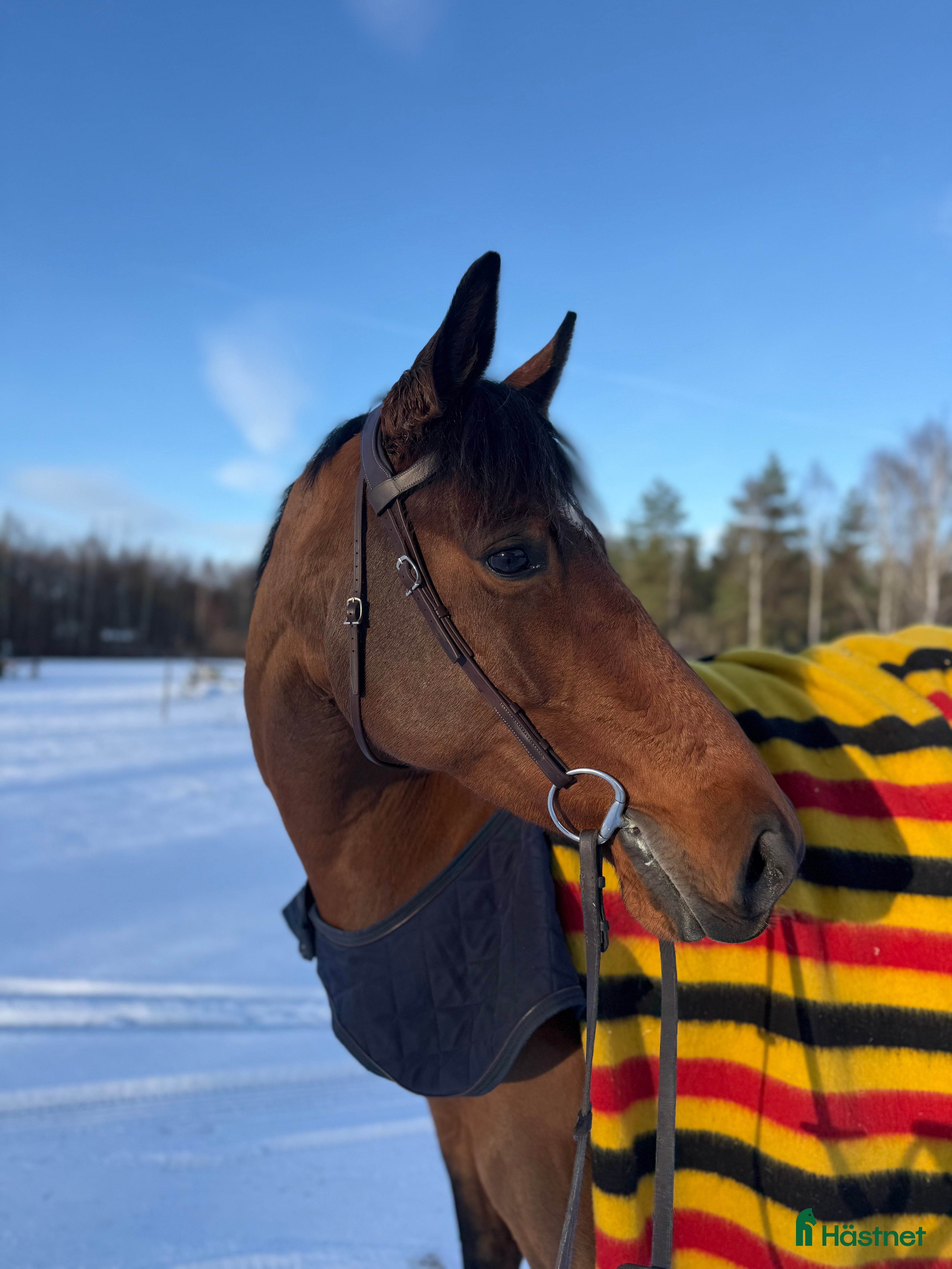  hästar Kvalitativt och personligt sto  i Osby - Annons 5