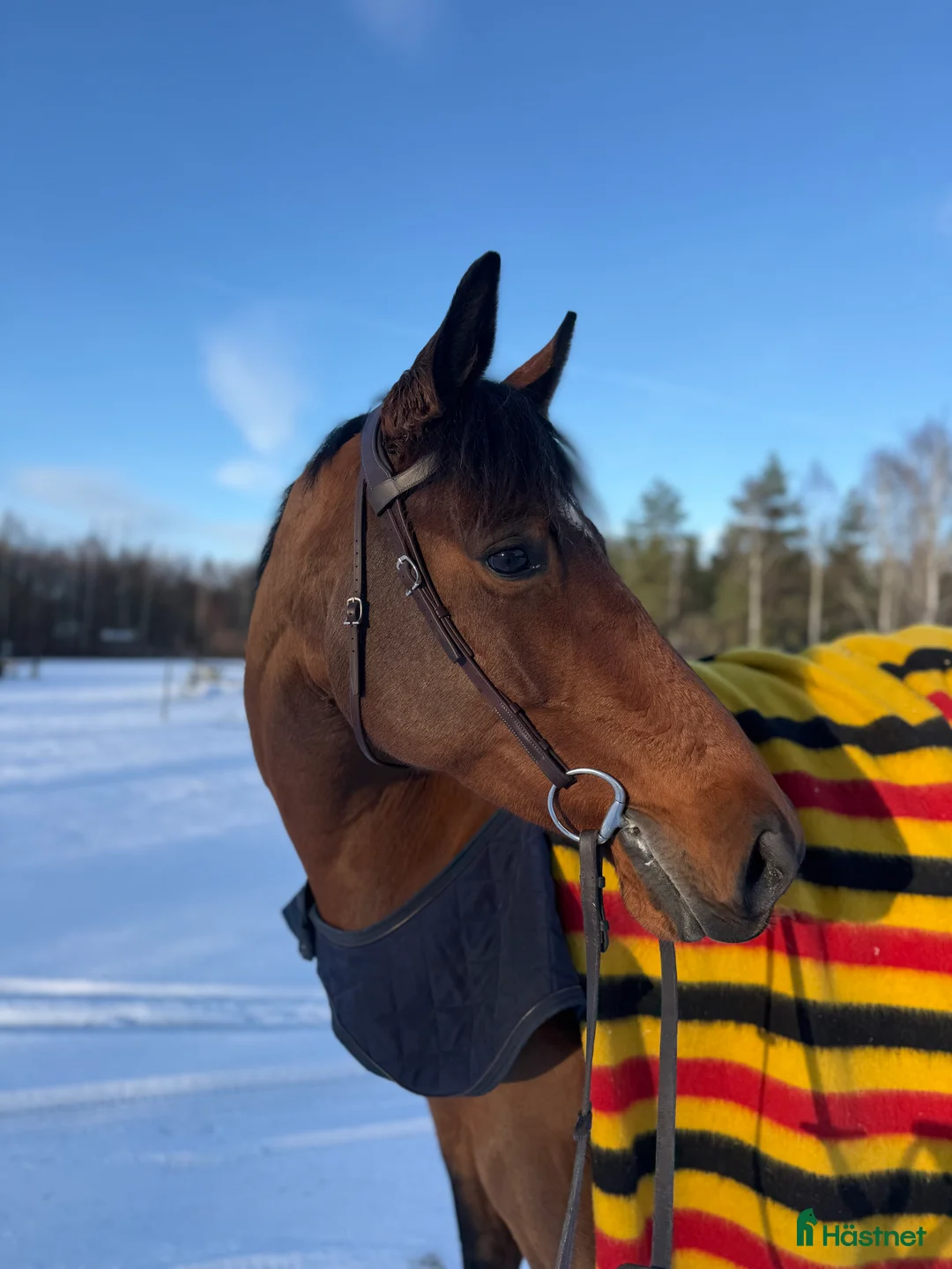 Allround hästar till salu: Kvalitativt och personligt sto  i Osby - Annons 1