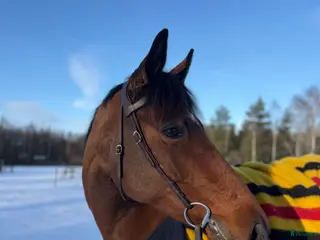 hästar Kvalitativt och personligt sto i Osby - Annons 5