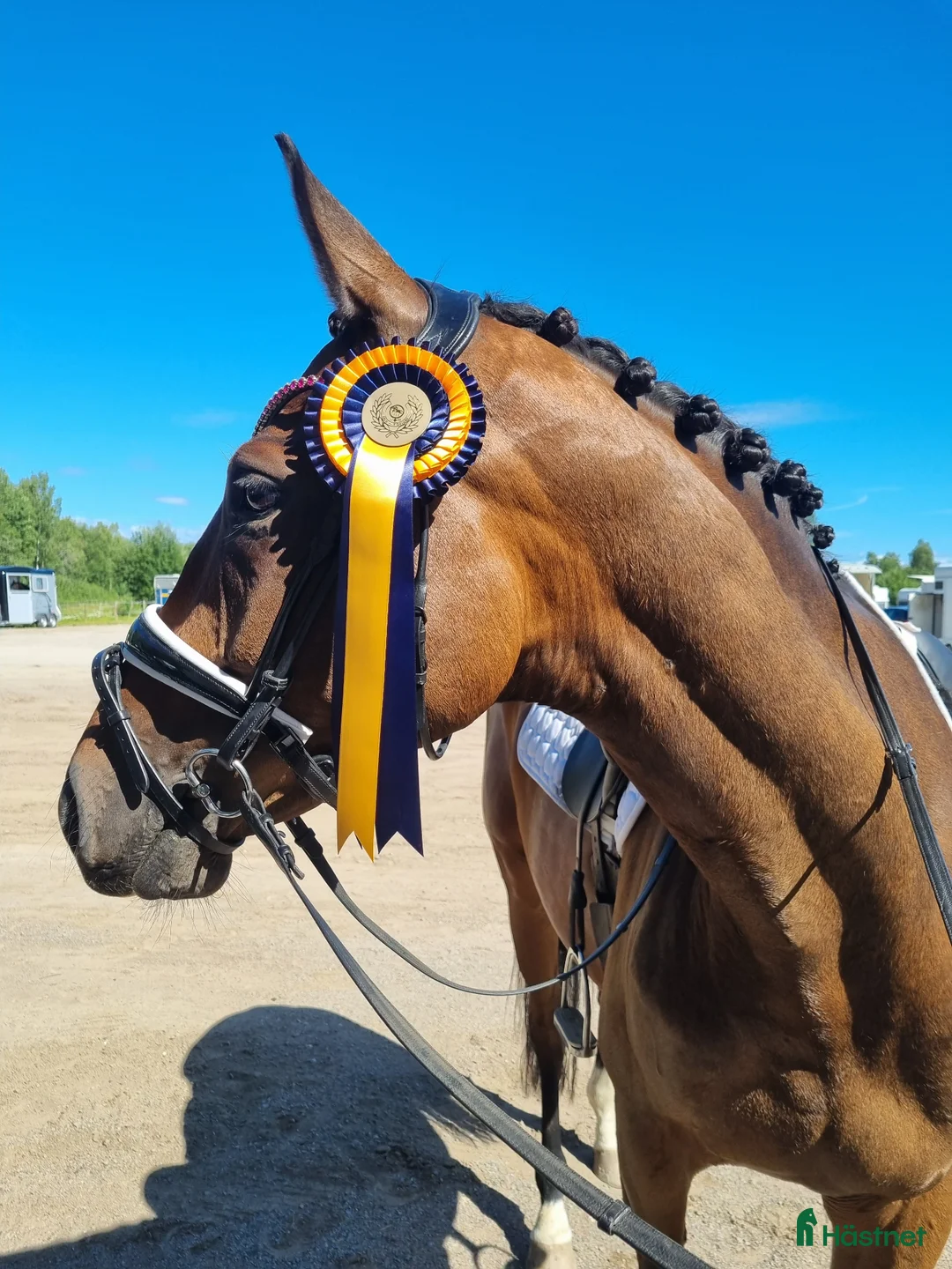 Allround hästar till salu: Vacker och personlig kille med fina kvaliteter - Annons 2