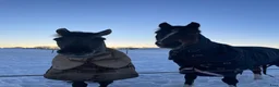 Allround hästar till salu: En häst med hjärta av guld!  - Annons 6