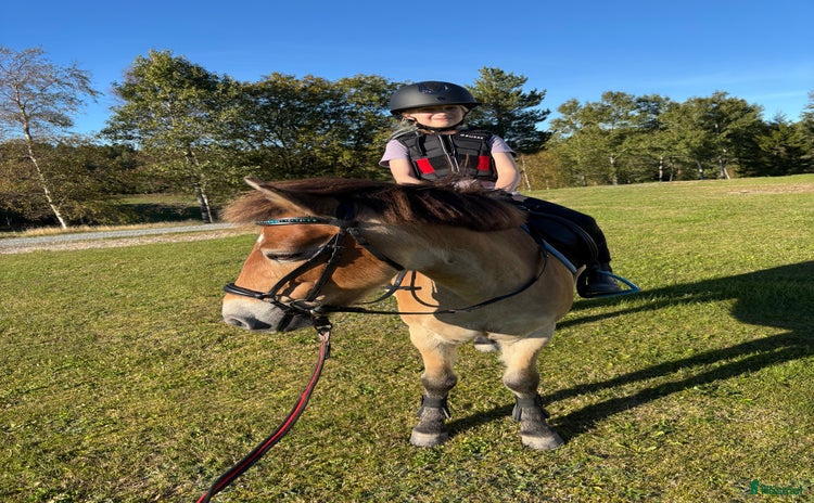  hästar Gulligt russ! i Högsäter - Annons 7