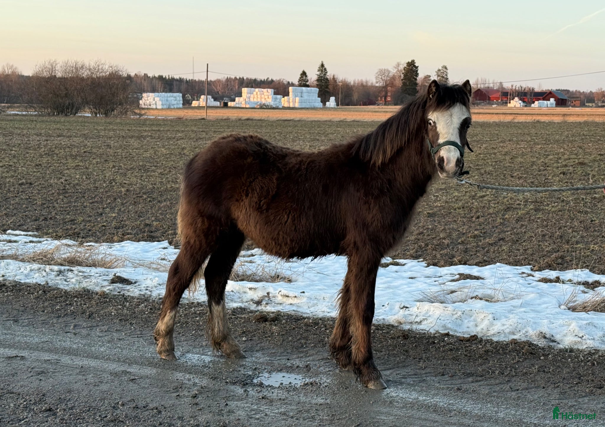  hästar 2 fina Welsh Mountains!   - Annons 17