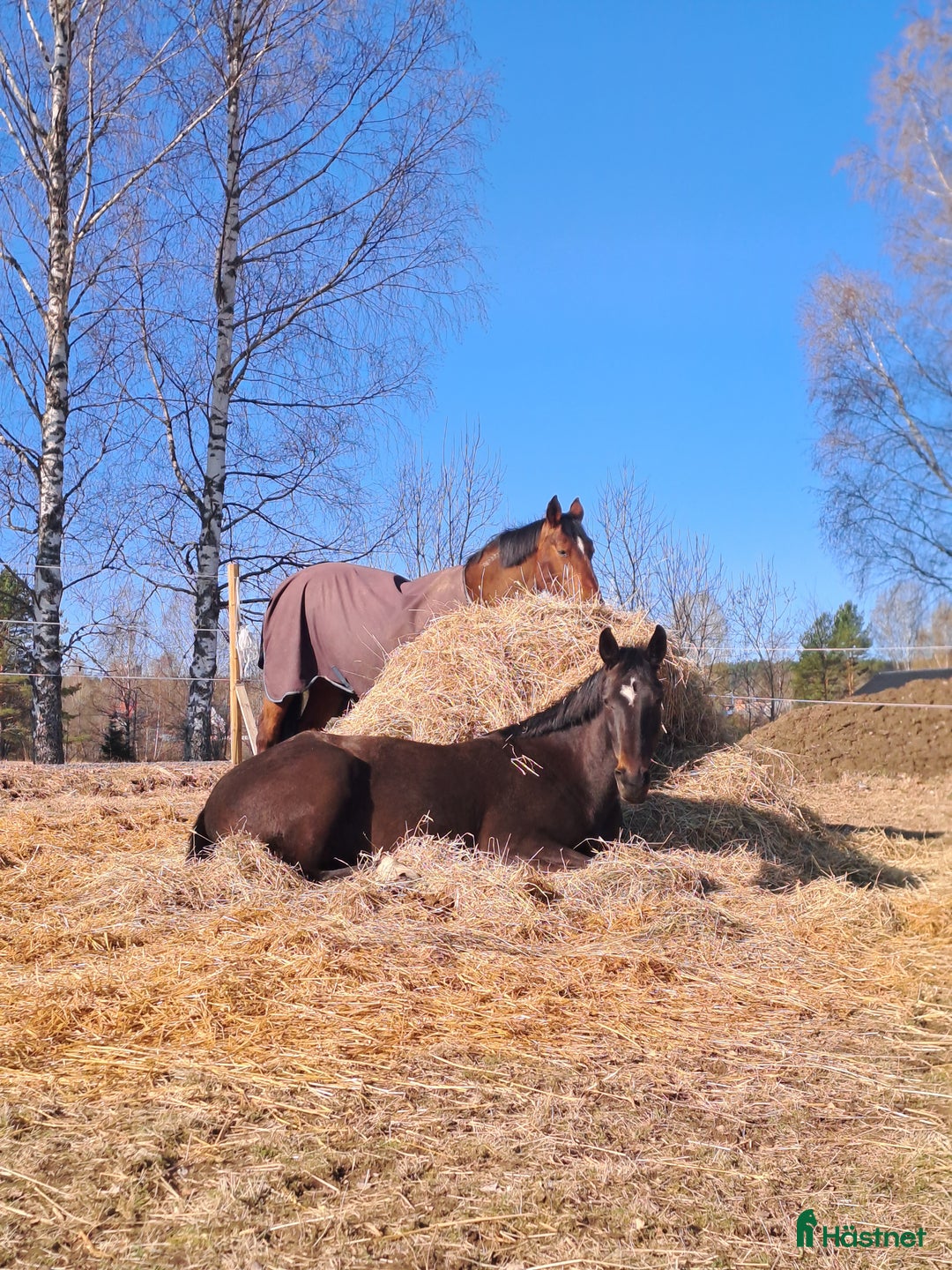 Dressyr hästar till salu: Ett äkta guldkorn i Forshaga - Annons 5