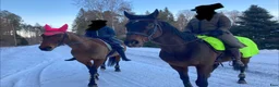 Allround hästar till salu: Fullblod och halvblod. Varförsig eller tillsammans - Annons 3