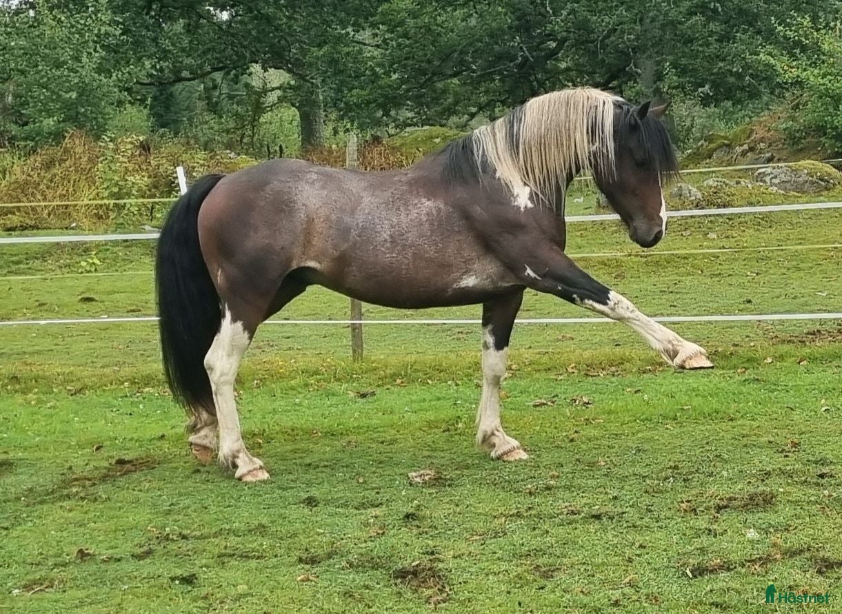  hästar Quarter/Irish Cob Sagohäst! - Annons 1