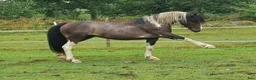 Allround hästar till salu: Quarter/Irish Cob Sagohäst! - Annons 3