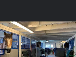 stallplats Stallplatser i Sköldinge - Annons 13