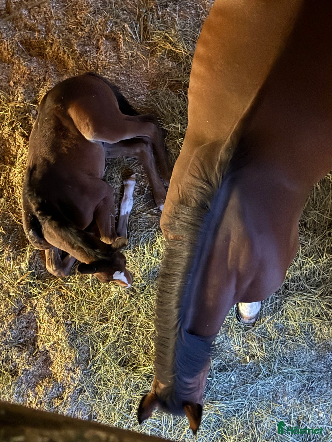  stallplats finnes: Stall platser/konvalecens/rehab/ i Lindesberg - Bild 7