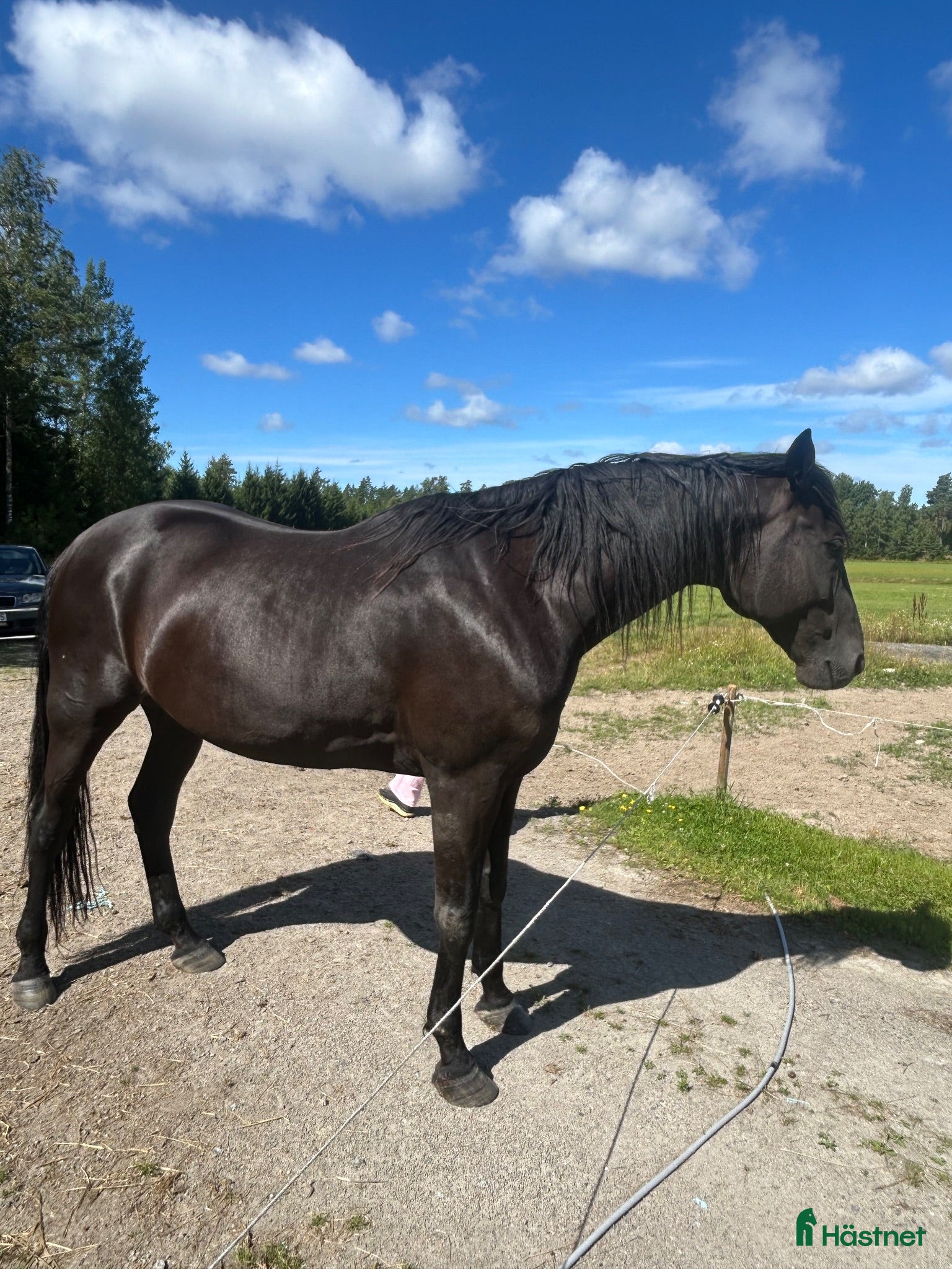  hästar Travare - Annons 11