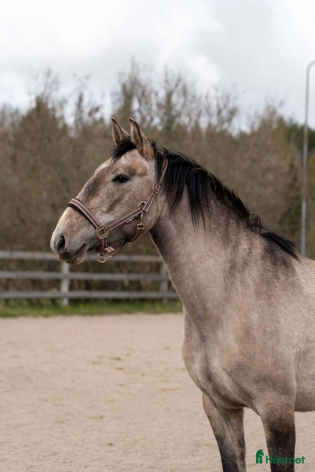 Working Equitation hästar till salu: Lovande 3-årigt sto med fantastiskt temperament i Uppsala - Annons 5