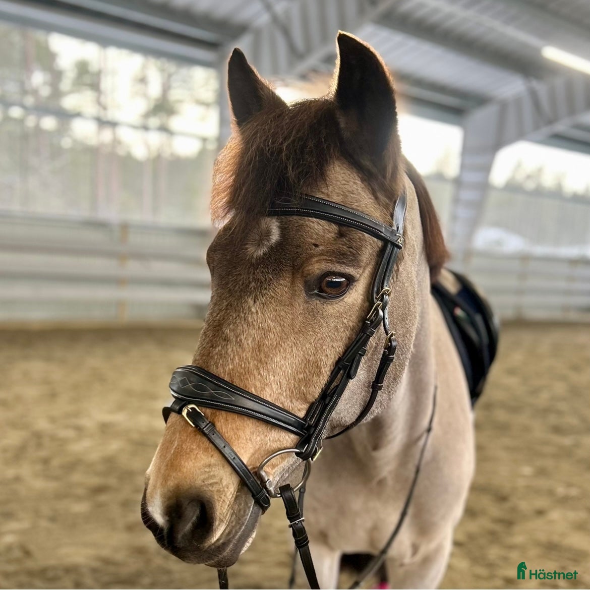 Träns hästutrustning Svart träns Strl FULL Dyón Collection - Annons 2