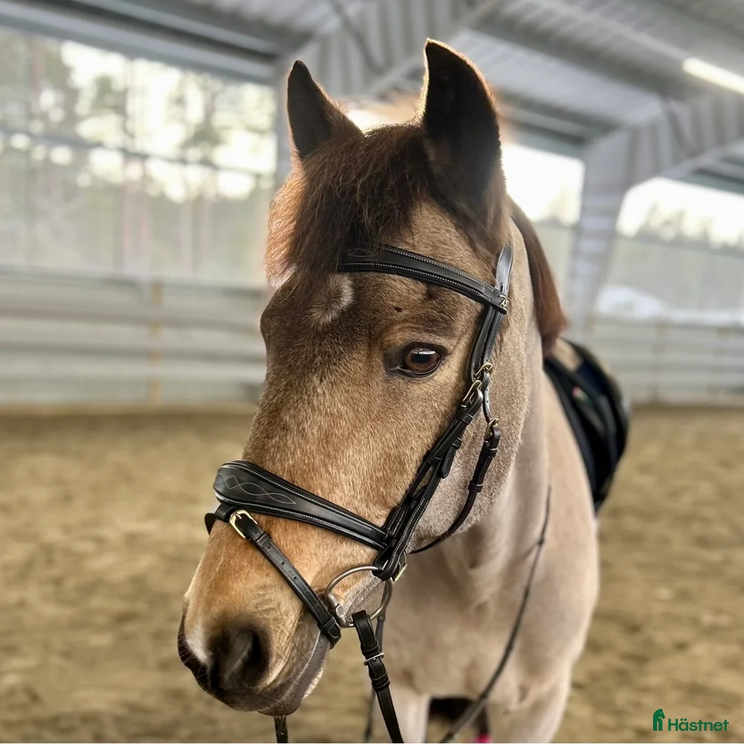 Träns hästutrustning till salu: Svart träns Strl FULL Dyón Collection - Annons 1