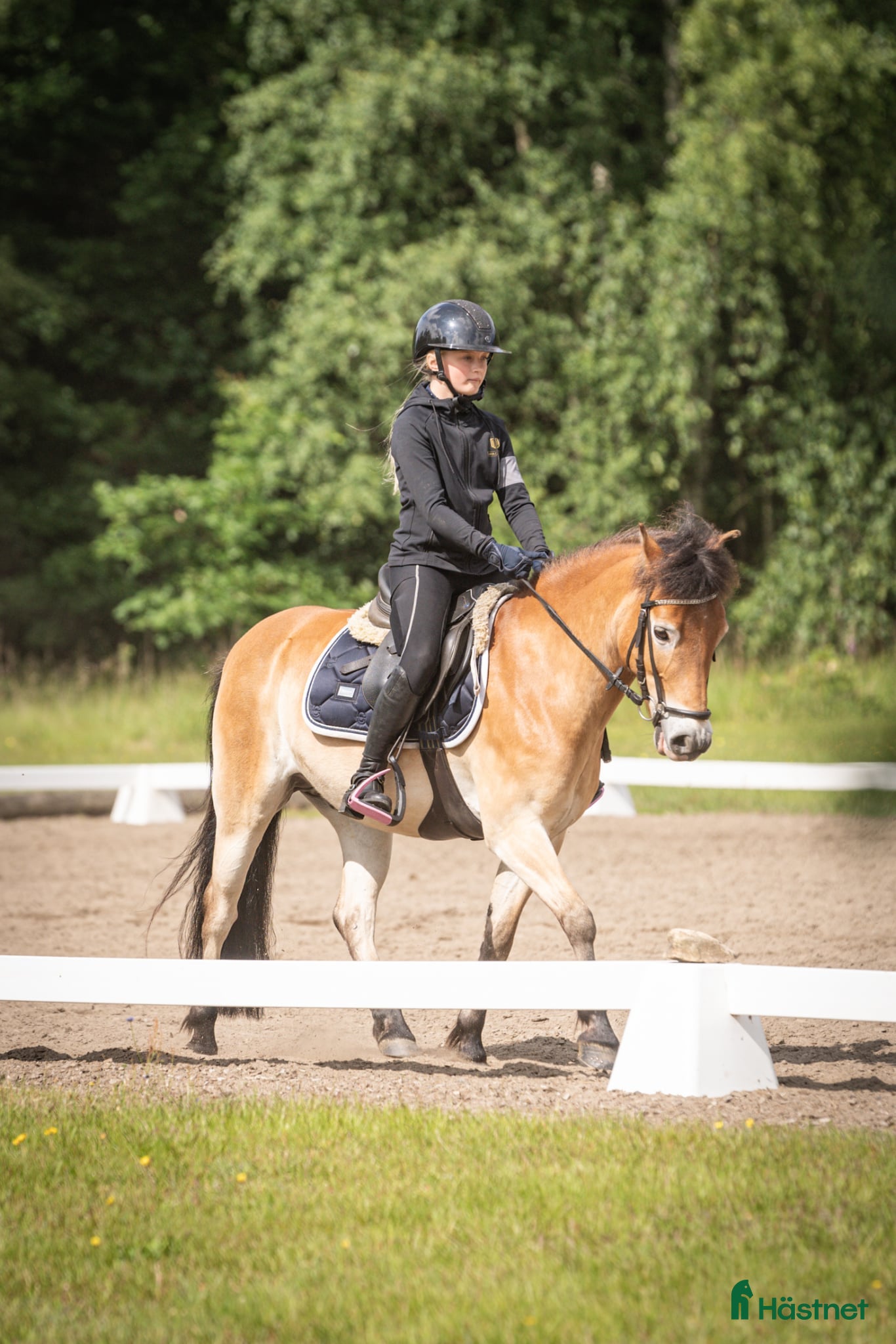  hästar Underbart gotlandsruss  - Annons 12