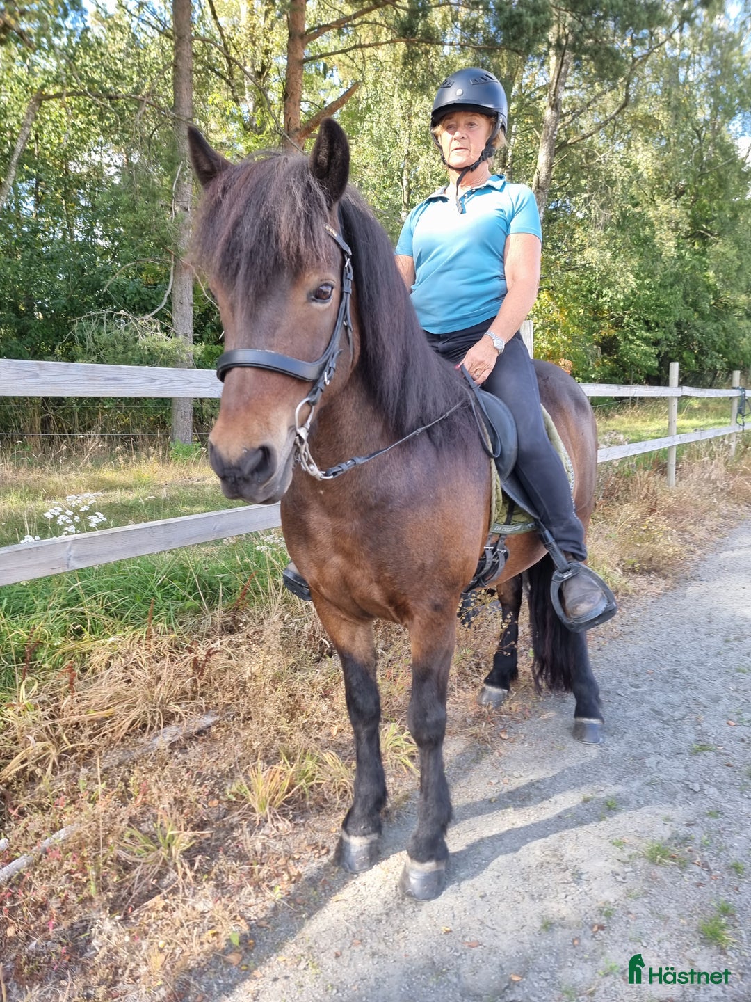 Island hästar till salu: Embla frá Vindási i Skara - Annons 3