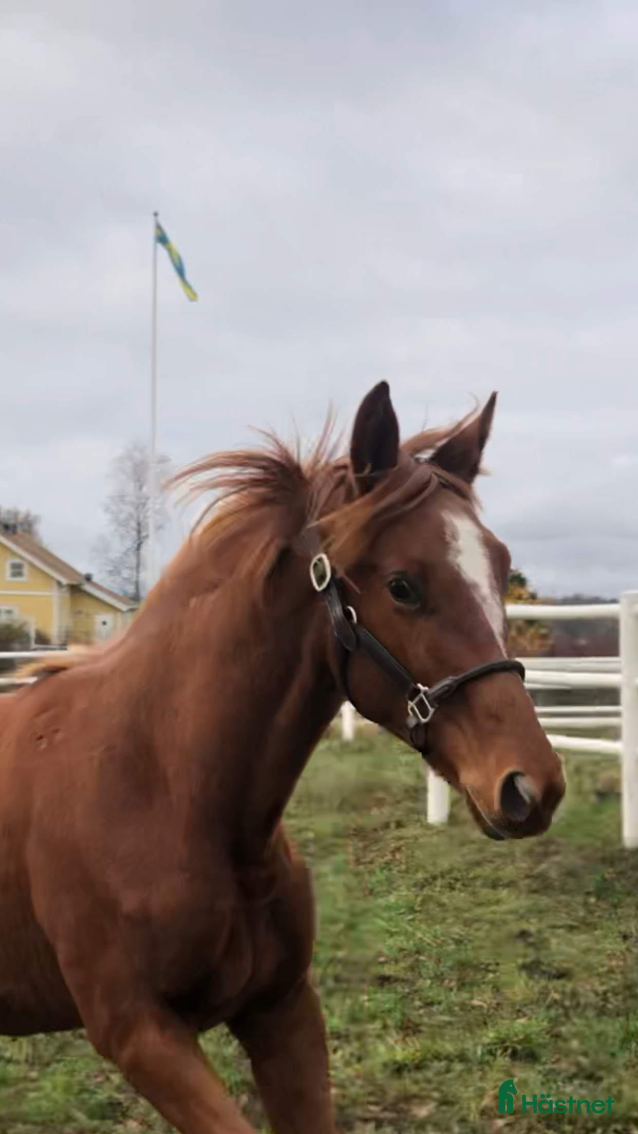  hästar 🌟Välstammade unghästar🌟 i Enköping - Annons 1