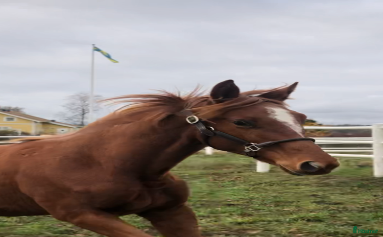  hästar 🌟Välstammade unghästar🌟 i Enköping - Annons 7