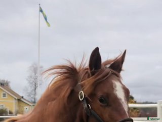 hästar 🌟Välstammade unghästar🌟 i Enköping - Annons 1