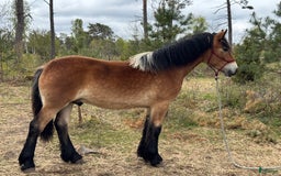 Allround hästar till salu: Cavat, en charmig och social 1 åring! i Klintehamn - Bild 1