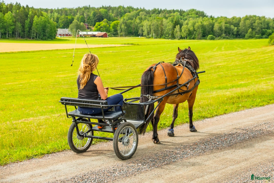 Körvagnar körning till salu: Ideal komplett sele + rockard vagn  - Annons 2