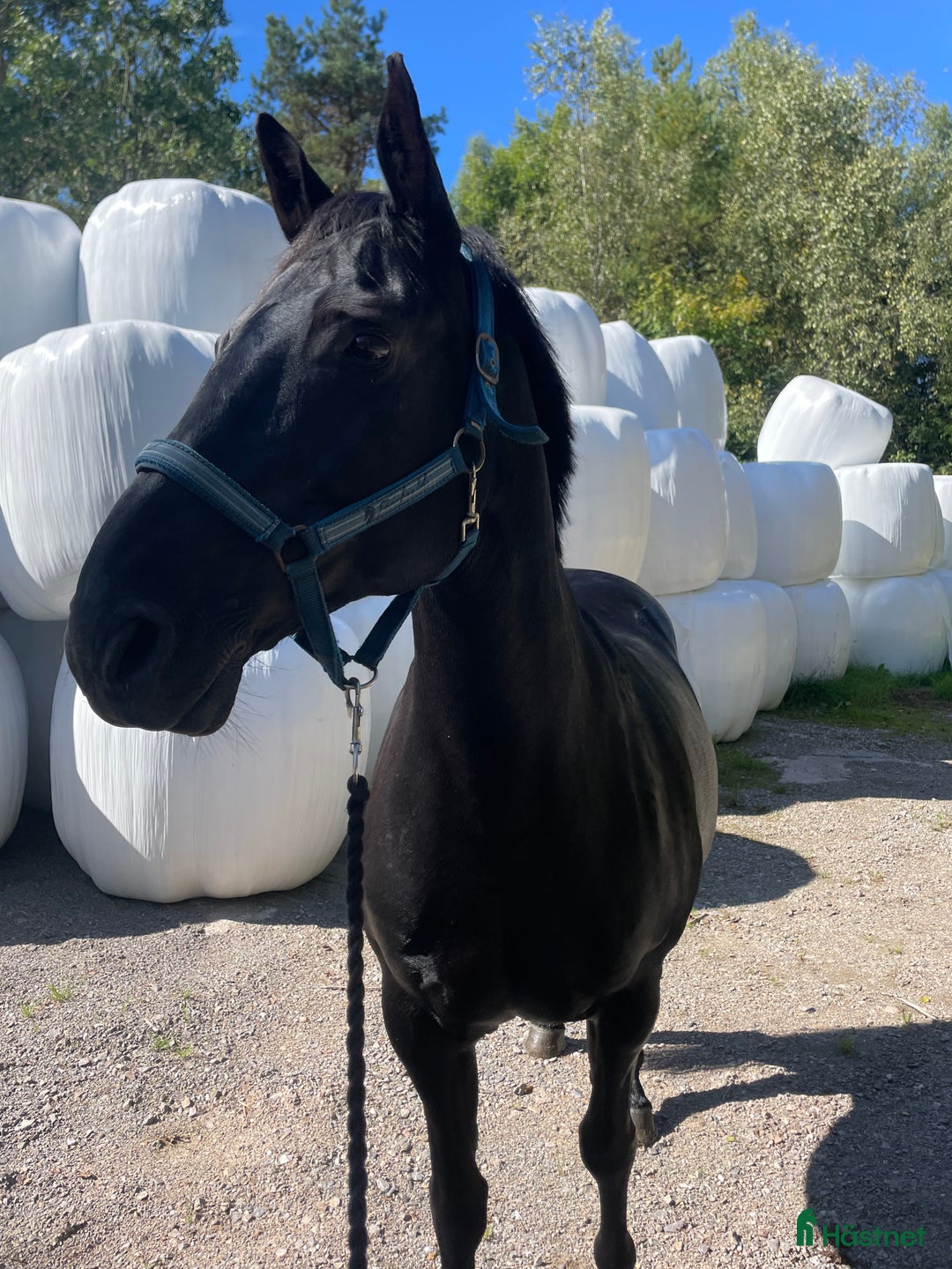 Allround hästar till salu: Fantastisk snällt sto till salu i Brålanda - Annons 2