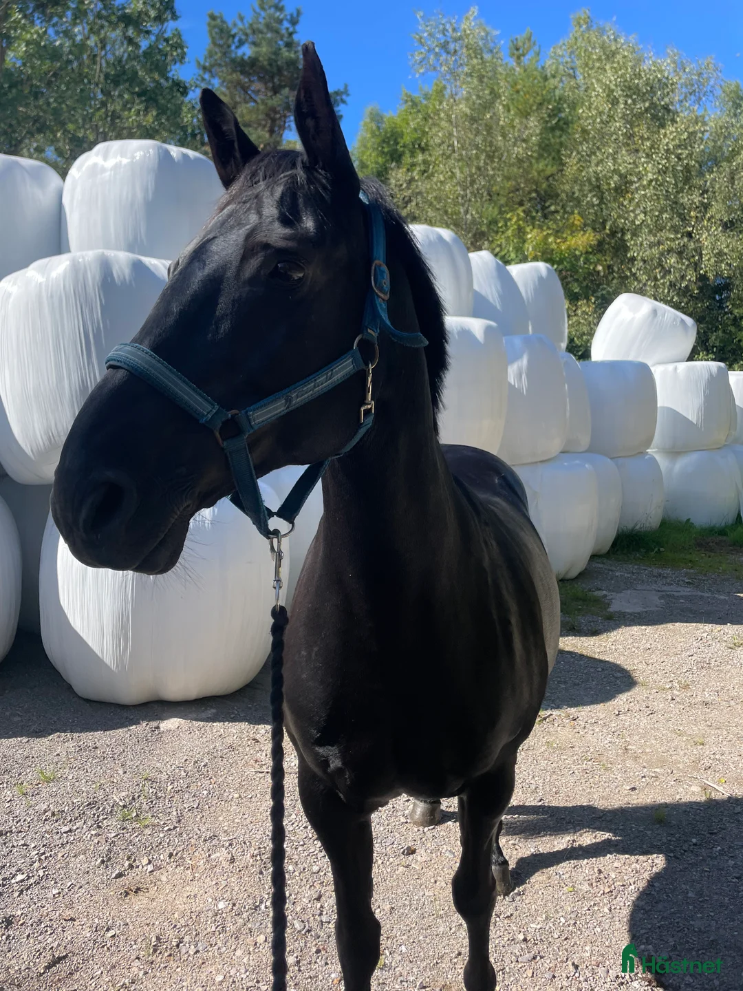 Allround hästar till salu: Fantastisk snällt sto till salu i Brålanda - Annons 2