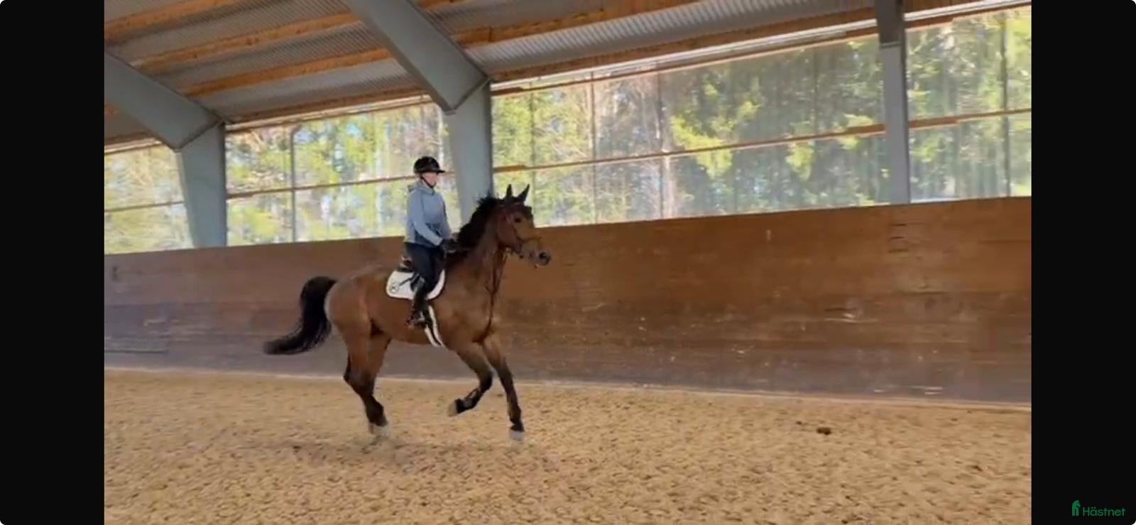  hästar Super snäll & trevlig valack till salu!  - Annons 2