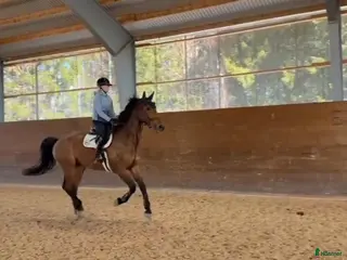 hästar Super snäll & trevlig valack till salu! - Annons 2