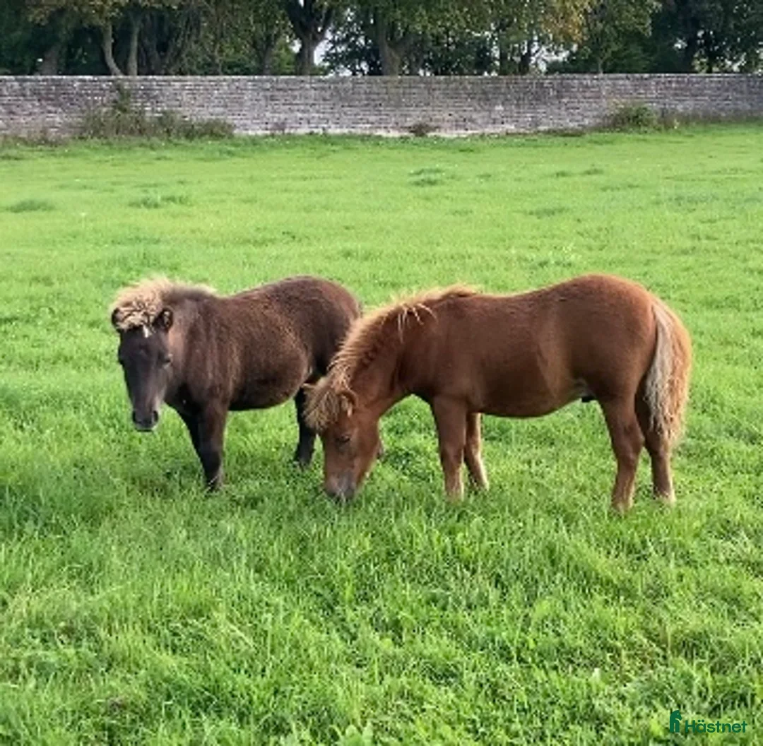 Trav hästar till salu: Fina shettisföl till trav! i Fårösund - Annons 3