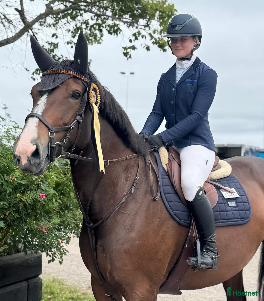 Allround hästar till salu: Hoppstammat sto f. 2019 i Krylbo - Annons 1