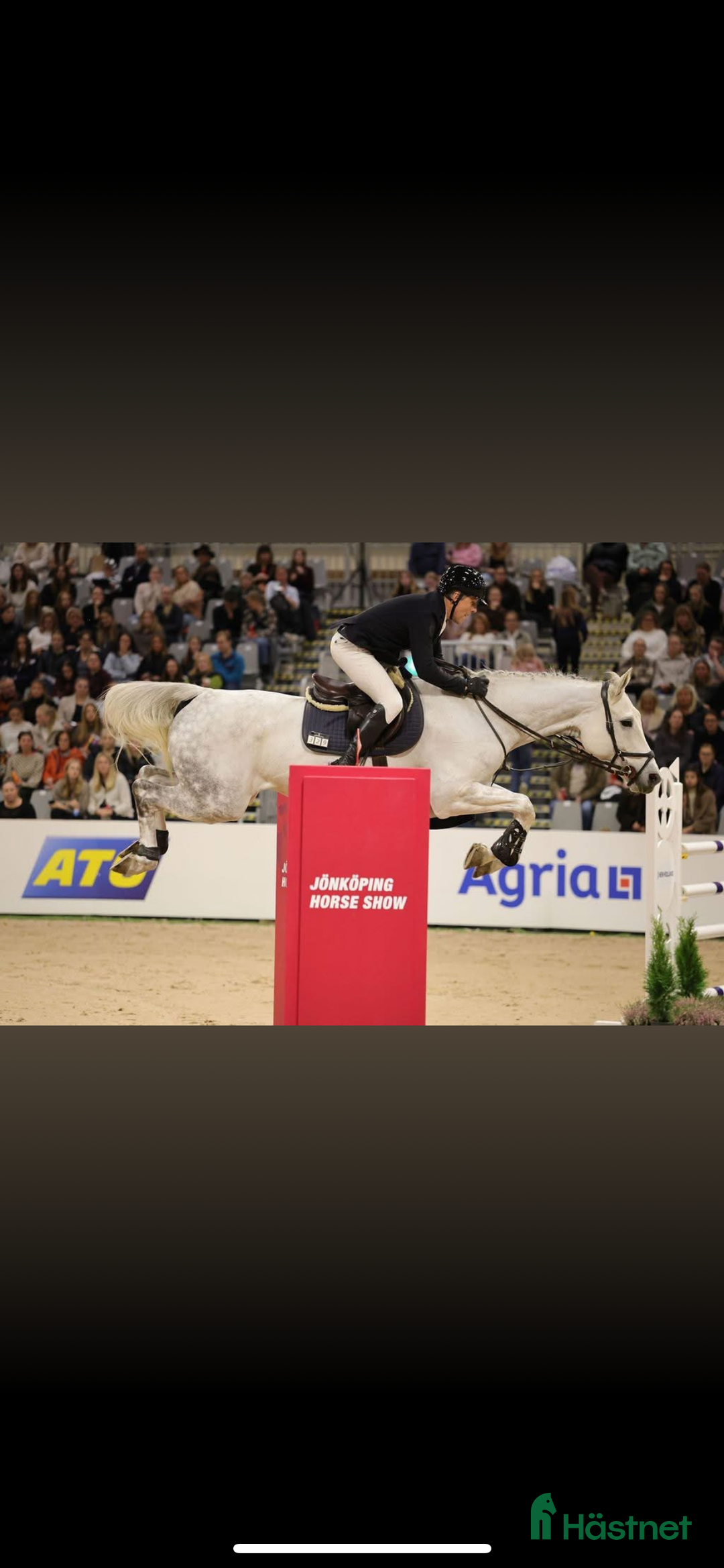 Hoppning hästar till salu: Drömhästen finns här! SÅLD! i Höör - Annons 3