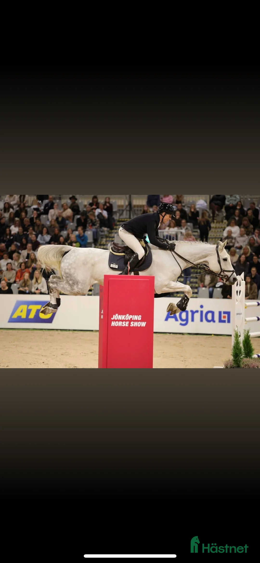 Hoppning hästar till salu: Drömhästen finns här! SÅLD! i Höör - Annons 3