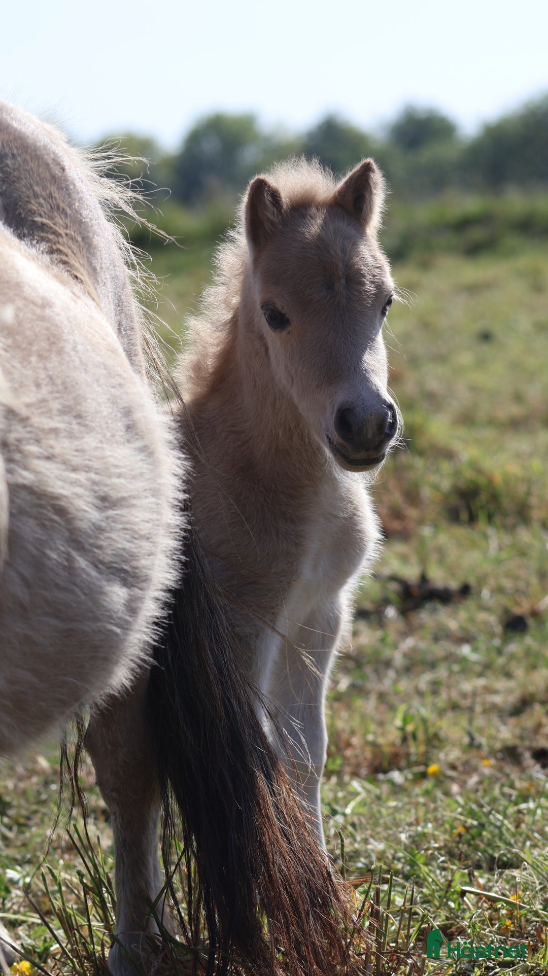 Avelshästar hästar till salu: shetlandspony Føl i Møldrup - Annons 10