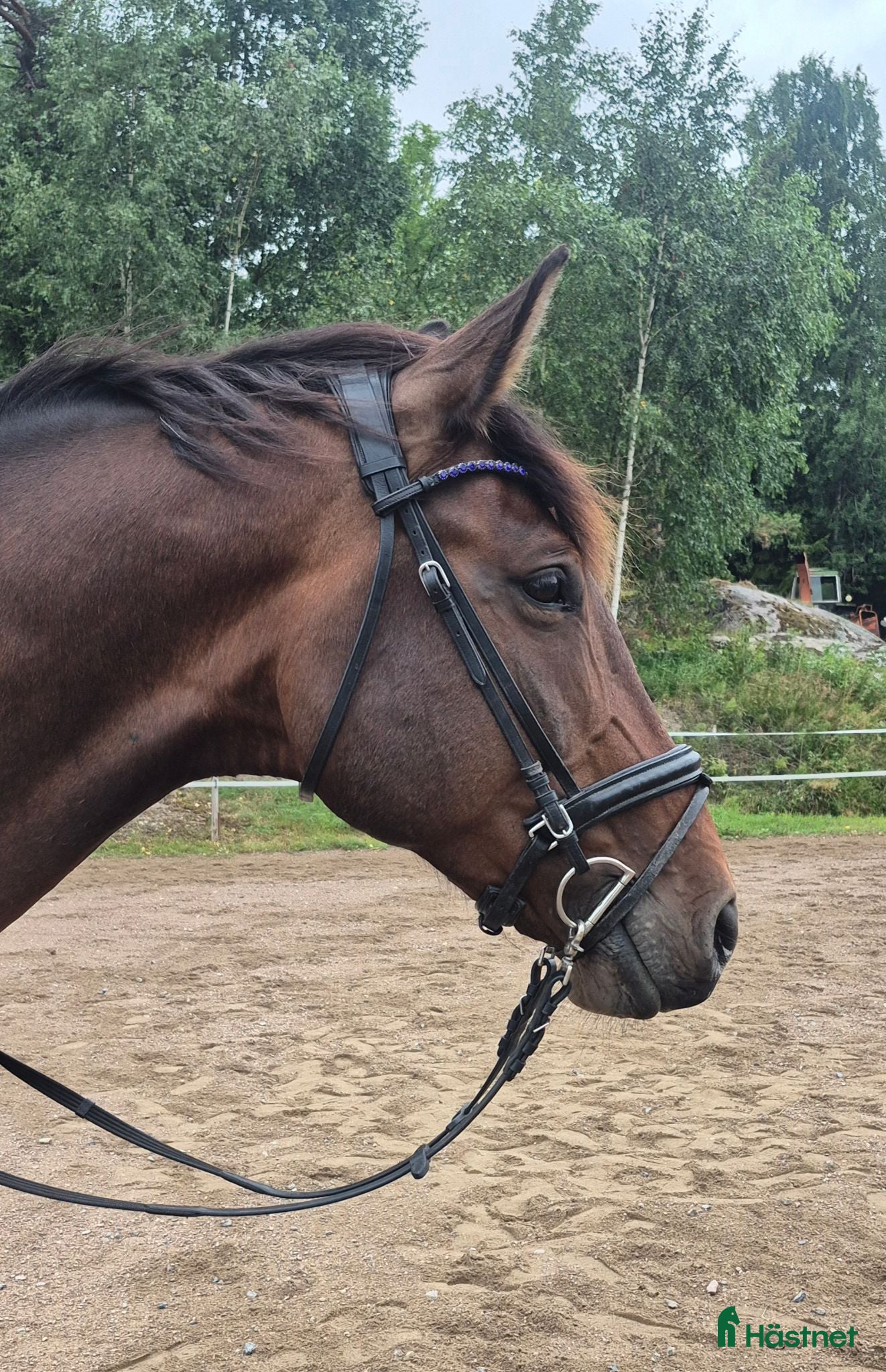  hästar Trevlig SWB valack - Annons 7