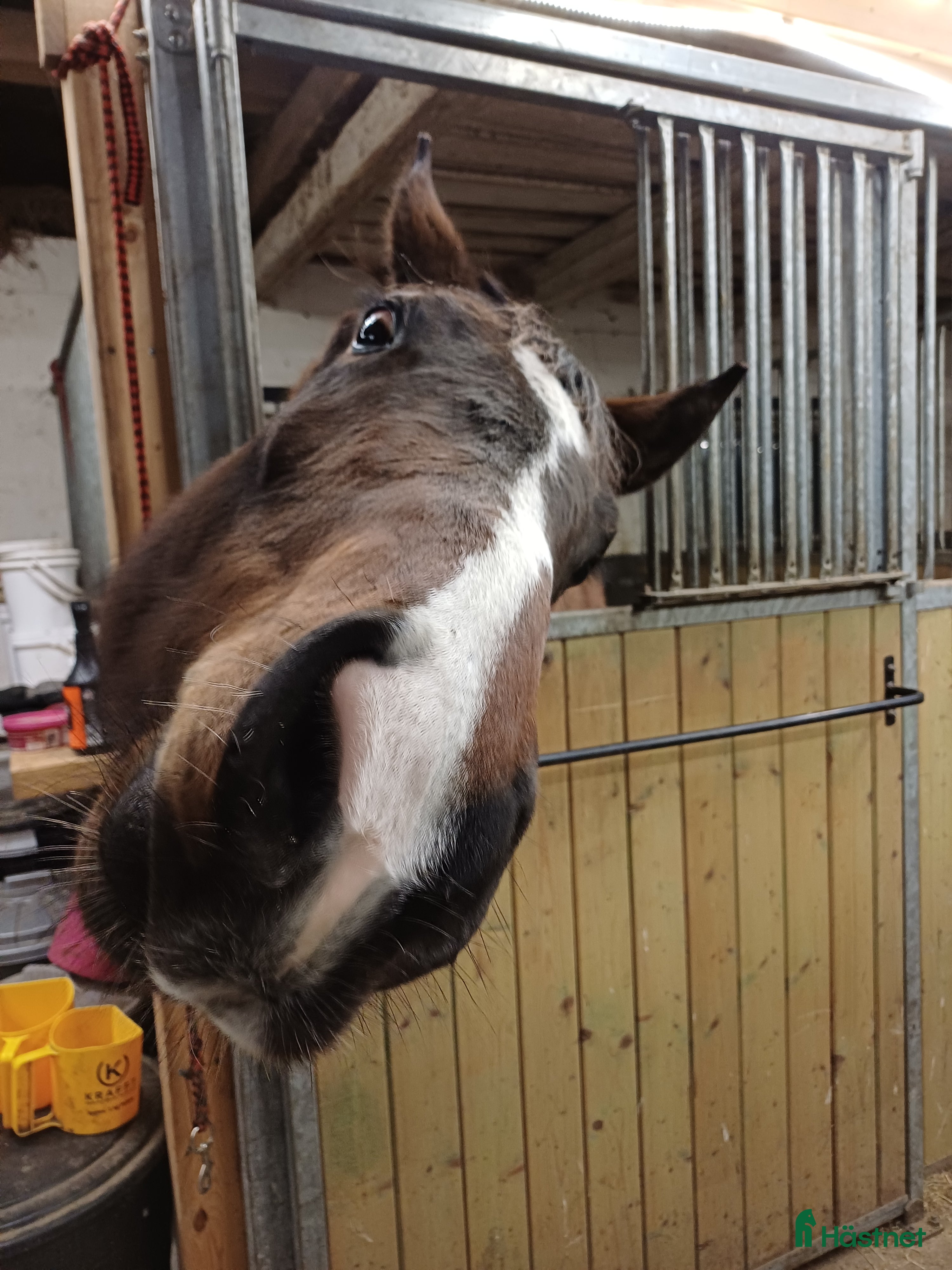  hästar Söker ridskolehästar till Växjö ridklubb  - Annons 1