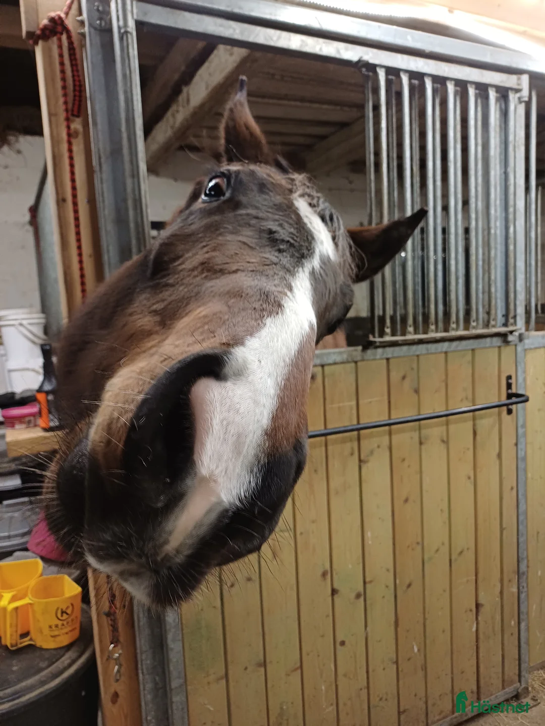Allround hästar sökes: Söker ridskolehästar till Växjö ridklubb  - Annons 1