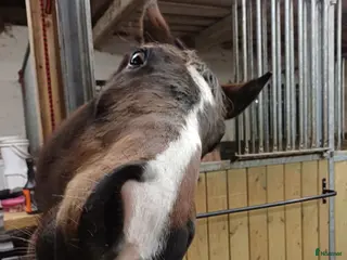 hästar Söker ridskolehästar till Växjö ridklubb - Annons 1