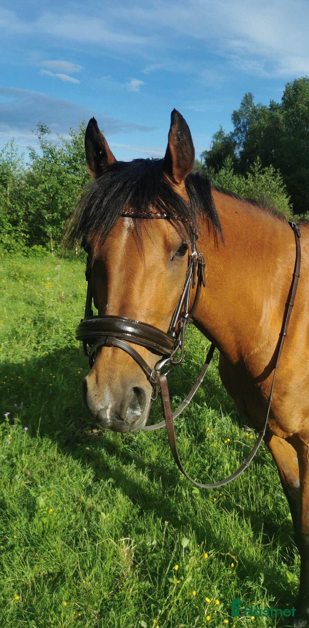 Dressyr hästar till salu: Bedårande Prinsessa  i Örnsköldsvik - Bild 2