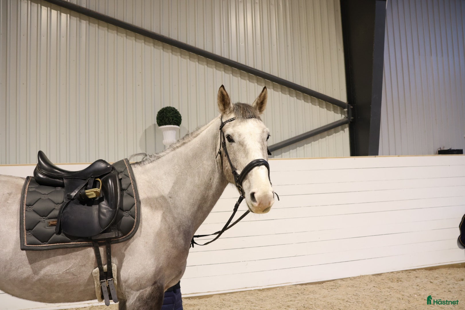  hästar Perfekt för familj/verksamhet 🧡 - Annons 4
