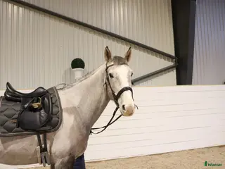 hästar Perfekt för familj/verksamhet 🧡 - Annons 4