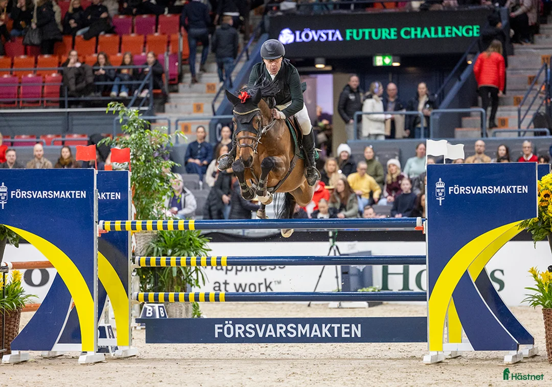 Hoppning hästar till salu: Lovande unghäst i Kungsängen - Annons 1