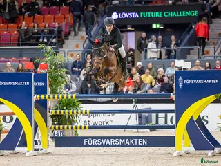 hästar Lovande unghäst i Kungsängen - Annons 4